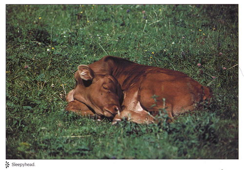 Sleepyhead postcards